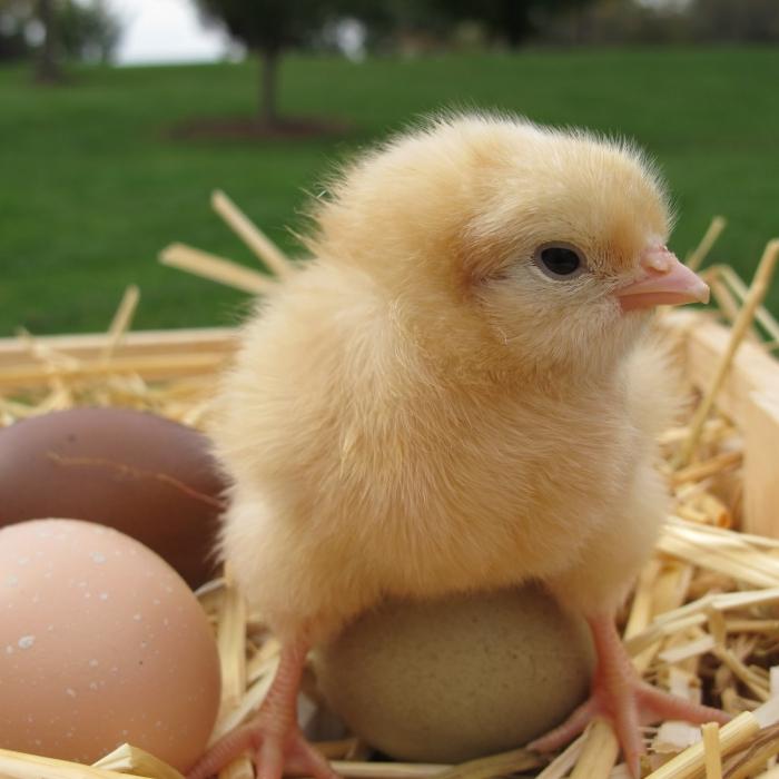 Cosa dare ai polli nei primi giorni di vita: raccomandazioni
