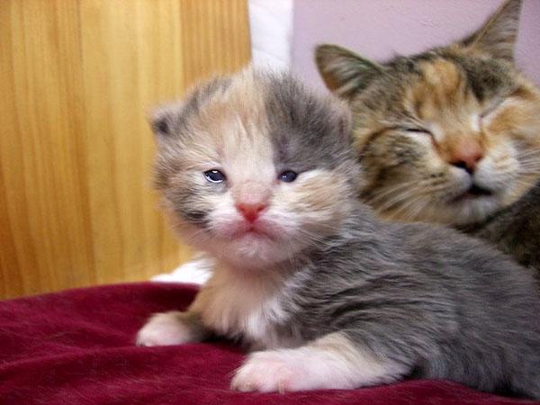 Quando il gattino apre gli occhi? E se fosse già nato con gli occhi aperti?