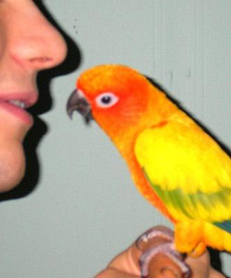 Scopri il segreto su come insegnare ai pappagalli a parlare