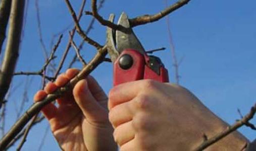 Albicocca - piantare e prendersi cura di un albero da frutto