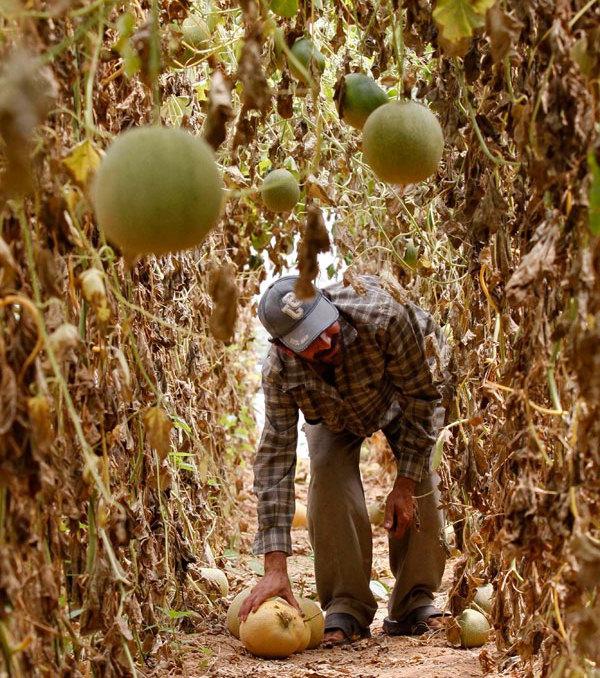 coltivazione dei meloni