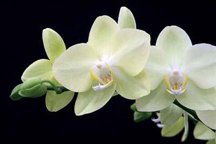 Quando le orchidee svaniscono, cosa dovrei fare? Taglia o lascia il gambo del fiore?