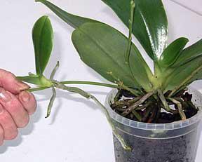 Orchidee dal Vietnam: caratteristiche di cura. Come piantare un'orchidea