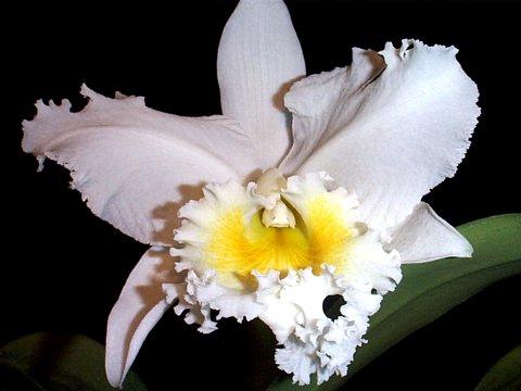 Orchidea e cura per lei: compriamo una pianta sana e ci prendiamo cura di essa con competenza