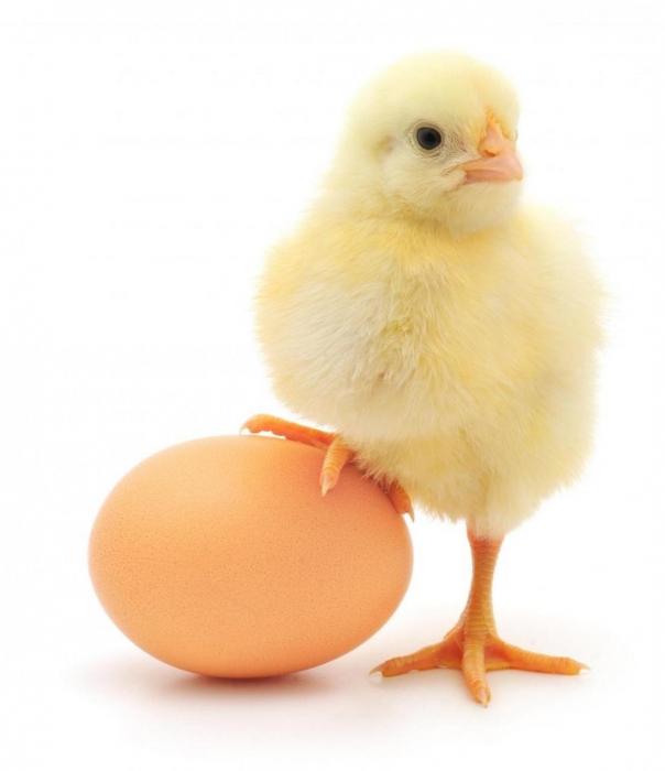 Interpretazione del sogno: qual è il sogno di un uovo di gallina?