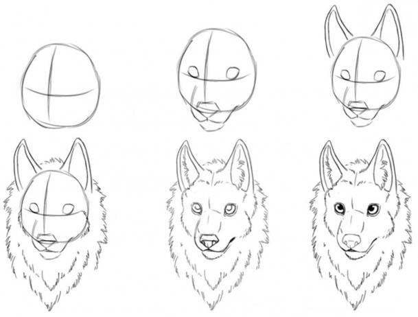 come disegnare una faccia da lupo