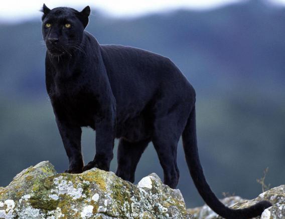 descrizione del giaguaro nero dell'animale