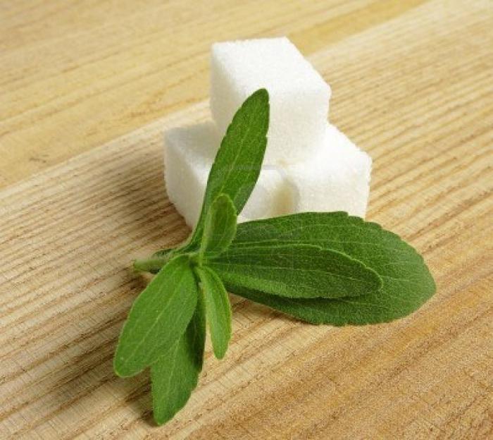 Stevia: beneficio e danno, controindicazioni